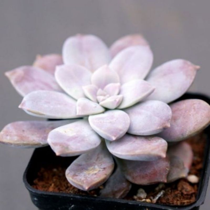 Sen đá dĩa hồng