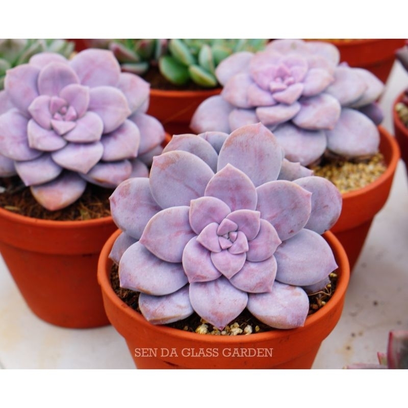 Sen đá dĩa hồng