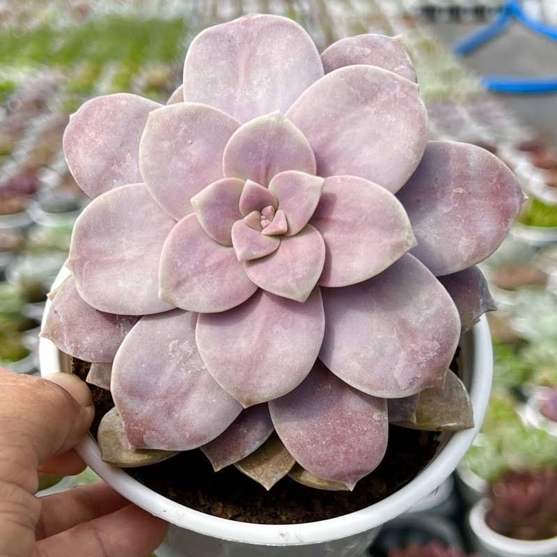 Sen đá dĩa hồng