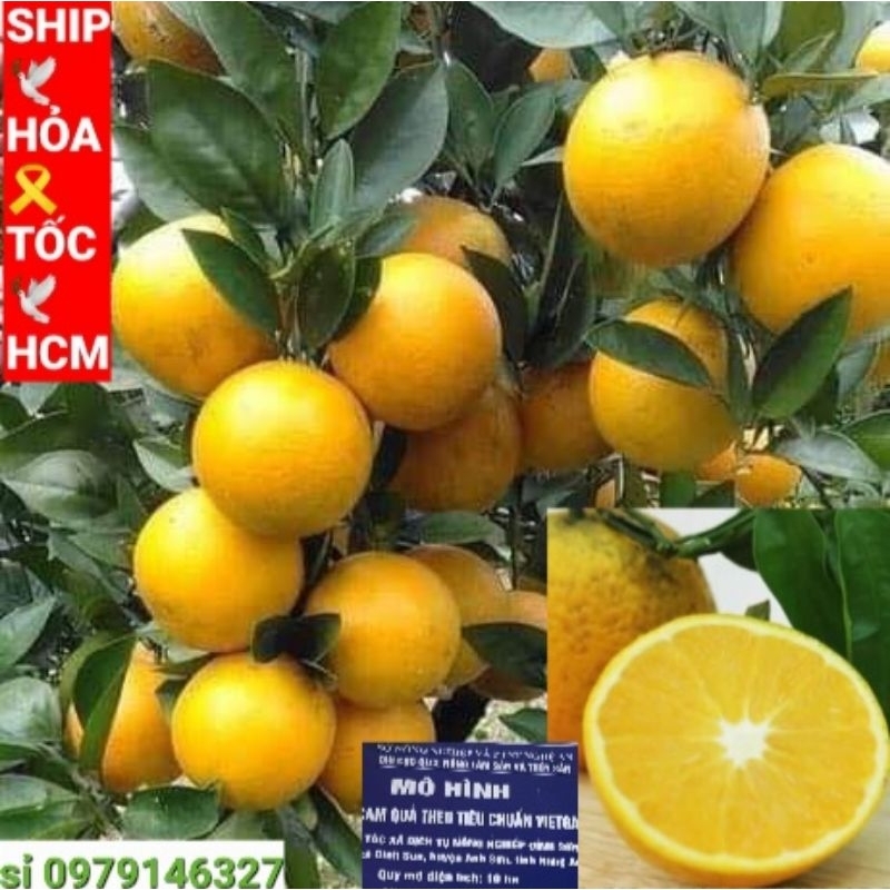 CAM VINH sấy lanh.CHÍNH GỐC  ."CAM TIẾN VUA".CHUẨN SẠCH VIETGAP