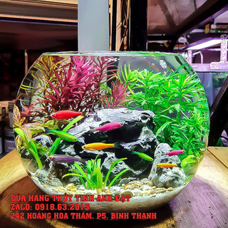 Bình thủy tinh nuôi cá để bàn,chậu cá thủy tinh mini,bình thủy tinh trồng cây thủy sinh t02