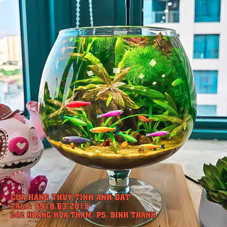 Hồ cá mini thủy tinh để bàn, chậu thủy tinh trồng cây thủy sinh mẫu LC1
