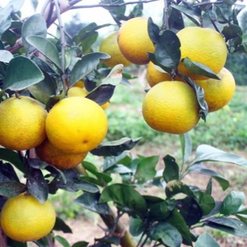 CAM VINH sấy lanh.CHÍNH GỐC  ."CAM TIẾN VUA".CHUẨN SẠCH VIETGAP