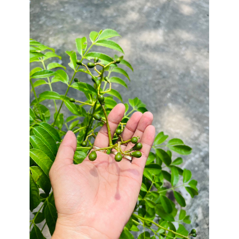 Cây CÓC THÁI, ra trái thành chùm quanh năm, dễ trồng nơi nắng gắt, ăn lá cuốn bánh tráng