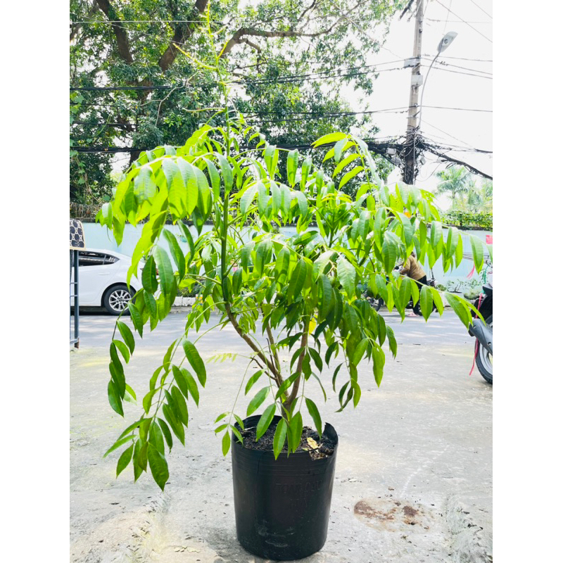 Cây CÓC THÁI, ra trái thành chùm quanh năm, dễ trồng nơi nắng gắt, ăn lá cuốn bánh tráng
