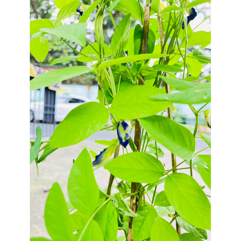 Cây hoa đậu biếc đang ra hoa, cho hoa quanh năm