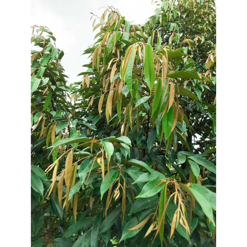 AMINO ACID + TE KÉO ĐỌT BUN CHỒI XANH CÂY TỐT LÁ Chai 500ml