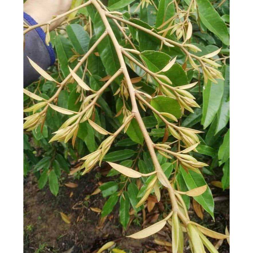 AMINO ACID + TE KÉO ĐỌT BUN CHỒI XANH CÂY TỐT LÁ Chai 500ml