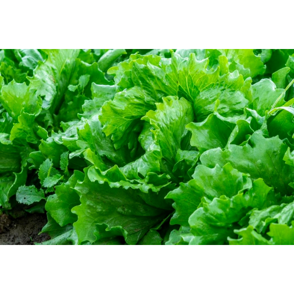 AMINO ACID + TE KÉO ĐỌT BUN CHỒI XANH CÂY TỐT LÁ Chai 500ml