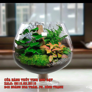 Chậu thủy tinh trồng cây thủy sinh trang trí, hồ cá mini để bàn - LC2