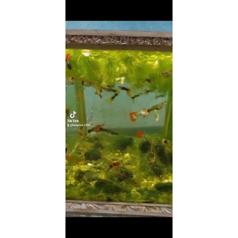 Combo 1 xô–10 cá bảy màu