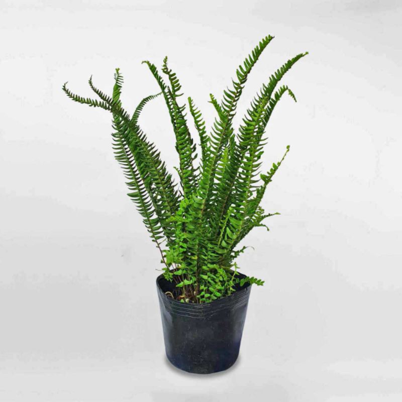 Dương xỉ lá me