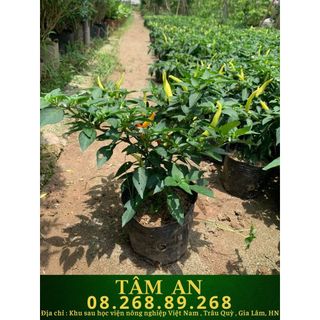 Cây ớt sẵn quả Siêu Cay Giống Mới - H2O FARM