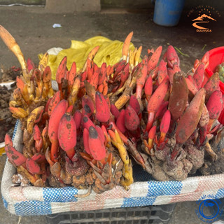 Nấm Ngọc cẩu tươi rừng loại 1 1kg. Nấm toả dương, tích dương, ngọc cẩu tím, vàng ngâm rượu giúp bổ thận tráng dương