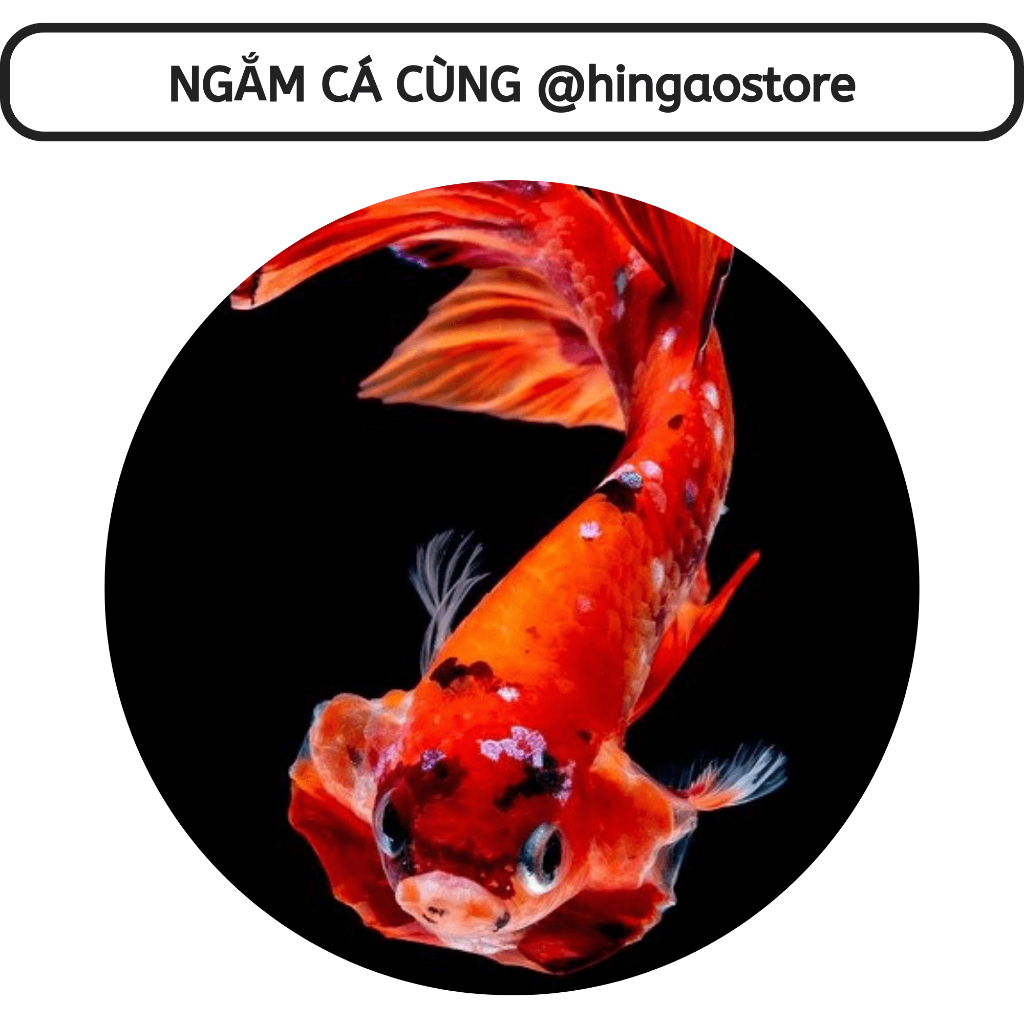 Carophyll Pink kích màu đỏ, kích màu vàng cho các loại cá  | Hingaostore.