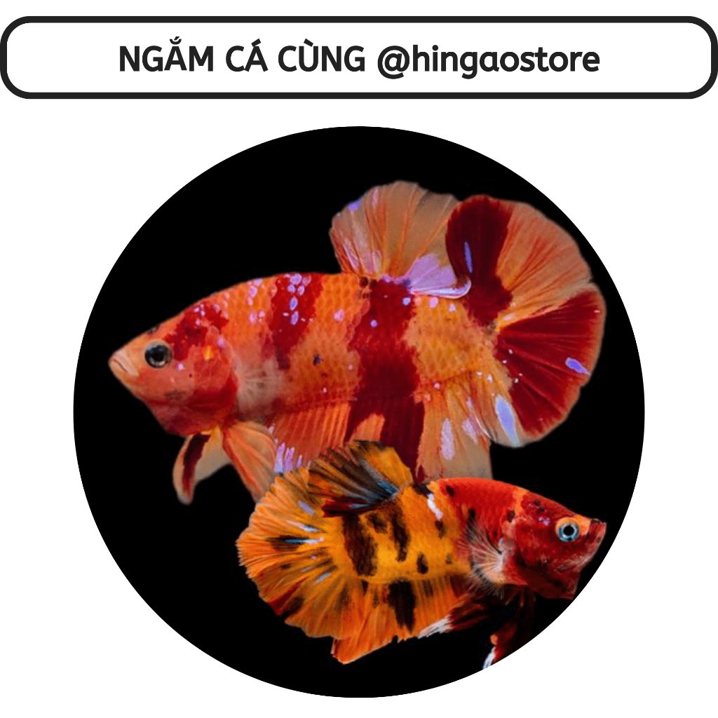 Carophyll Pink kích màu đỏ, kích màu vàng cho các loại cá  | Hingaostore.