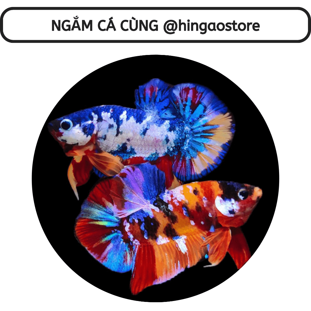 Carophyll Pink kích màu đỏ, kích màu vàng cho các loại cá  | Hingaostore.