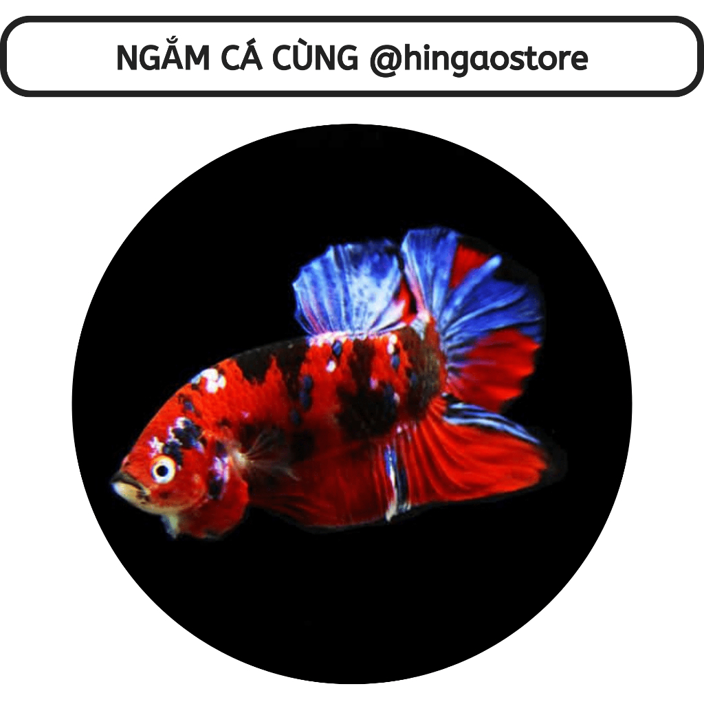 Carophyll Pink kích màu đỏ, kích màu vàng cho các loại cá  | Hingaostore.