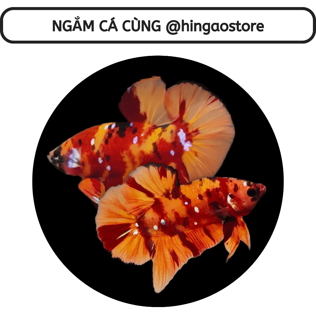 Carophyll Pink kích màu đỏ, kích màu vàng cho các loại cá  | Hingaostore.