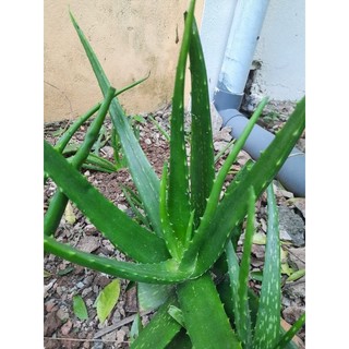 Lá nha đam tươi - 01kg