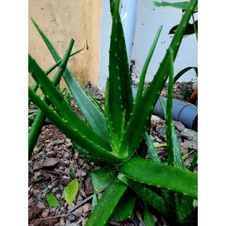 Lá nha đam tươi - 01kg