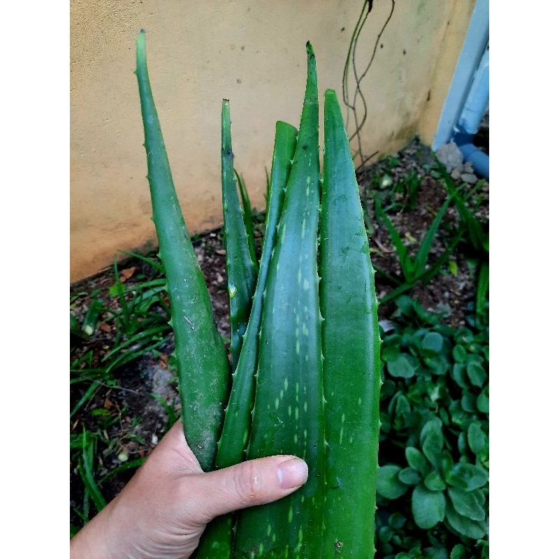 Lá nha đam tươi - 01kg