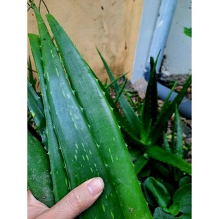 Lá nha đam tươi - 01kg
