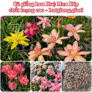 10 Củ huệ mưa ngoại đủ màu cam kết sống 100%