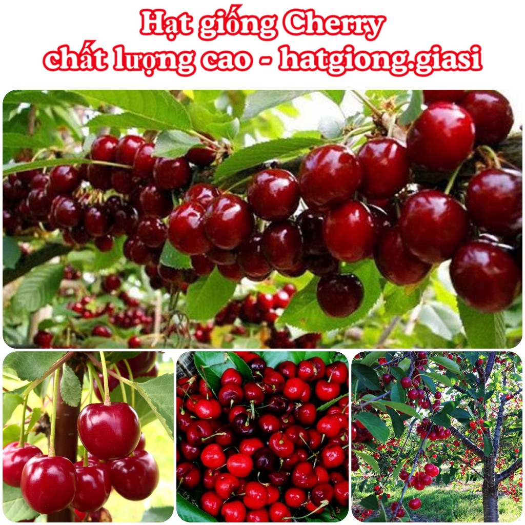 Hạt giống cherry (tặng phân)