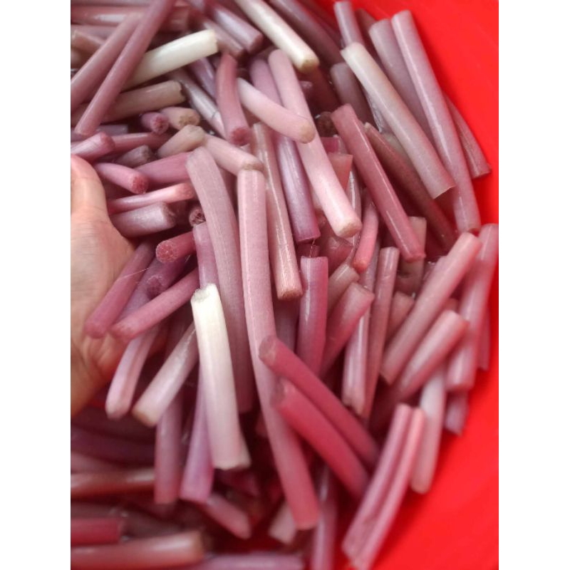 10 củ giống hoa súng ăn ngó