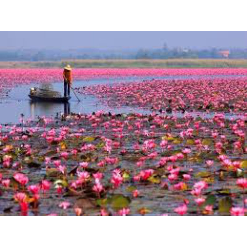 10 củ giống hoa súng ăn ngó