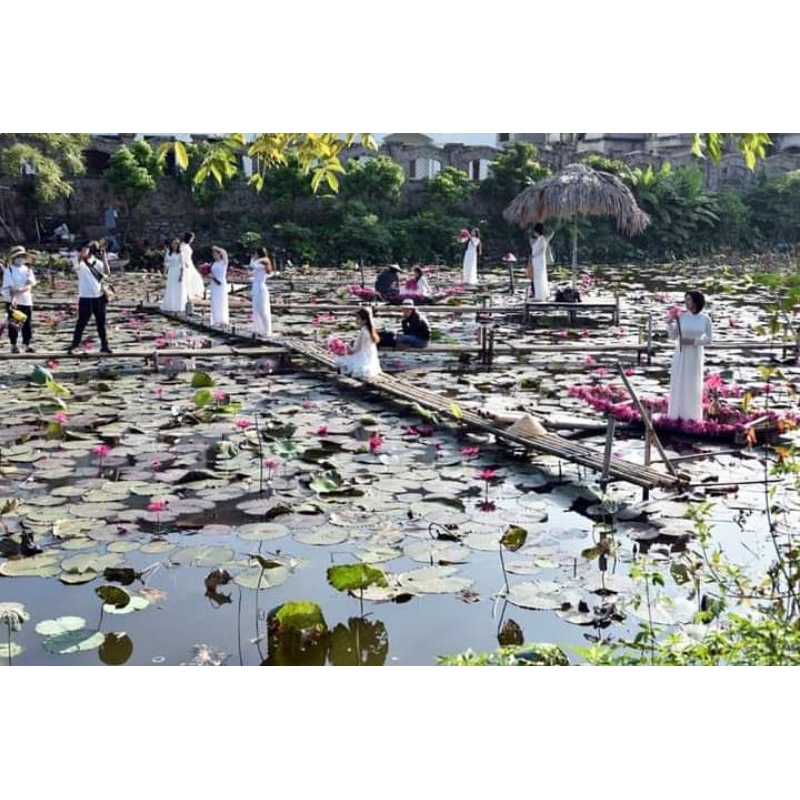 10 củ giống hoa súng ăn ngó