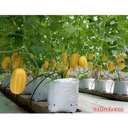 Gói 20 hạt giống dưa lê hàn quốc chịu nhiệt