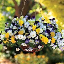 Hạt giống hoa pansy mix màu 100 HẠT