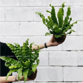 Kokedama dương xỉ lá xoắn kèm dĩa lót để bàn, cây trang trí, cây văn phòng