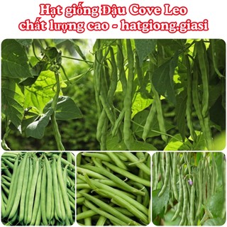 Hạt giống đậu cove leo cao sản