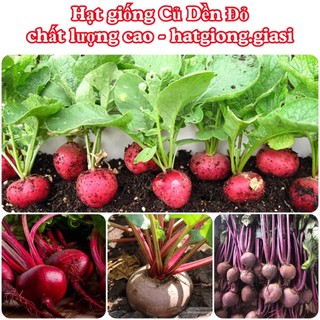Hạt giống củ dền đỏ hàng công ty (mới cập nhât)