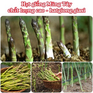 Hạt giống măng tây thái lan
