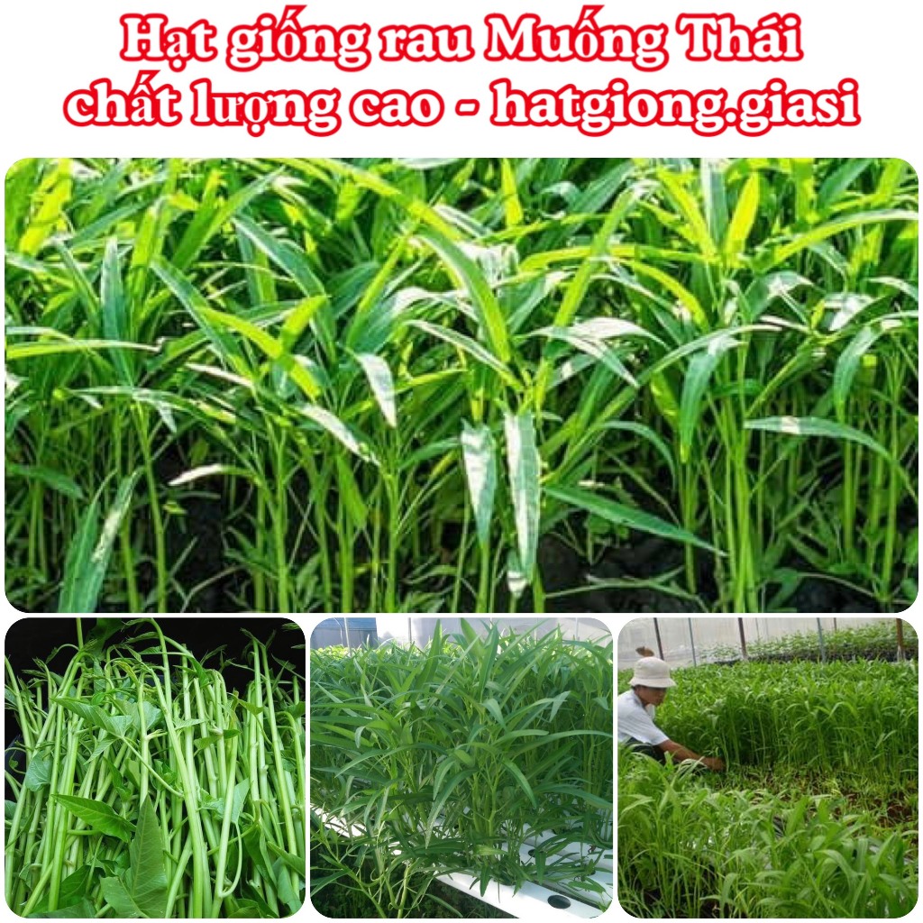 Hạt giống rau muống thái (tặng kèm phân)