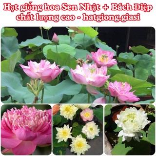 Hạt Giống Hoa Sen Nhật Mini + Bách Diệp