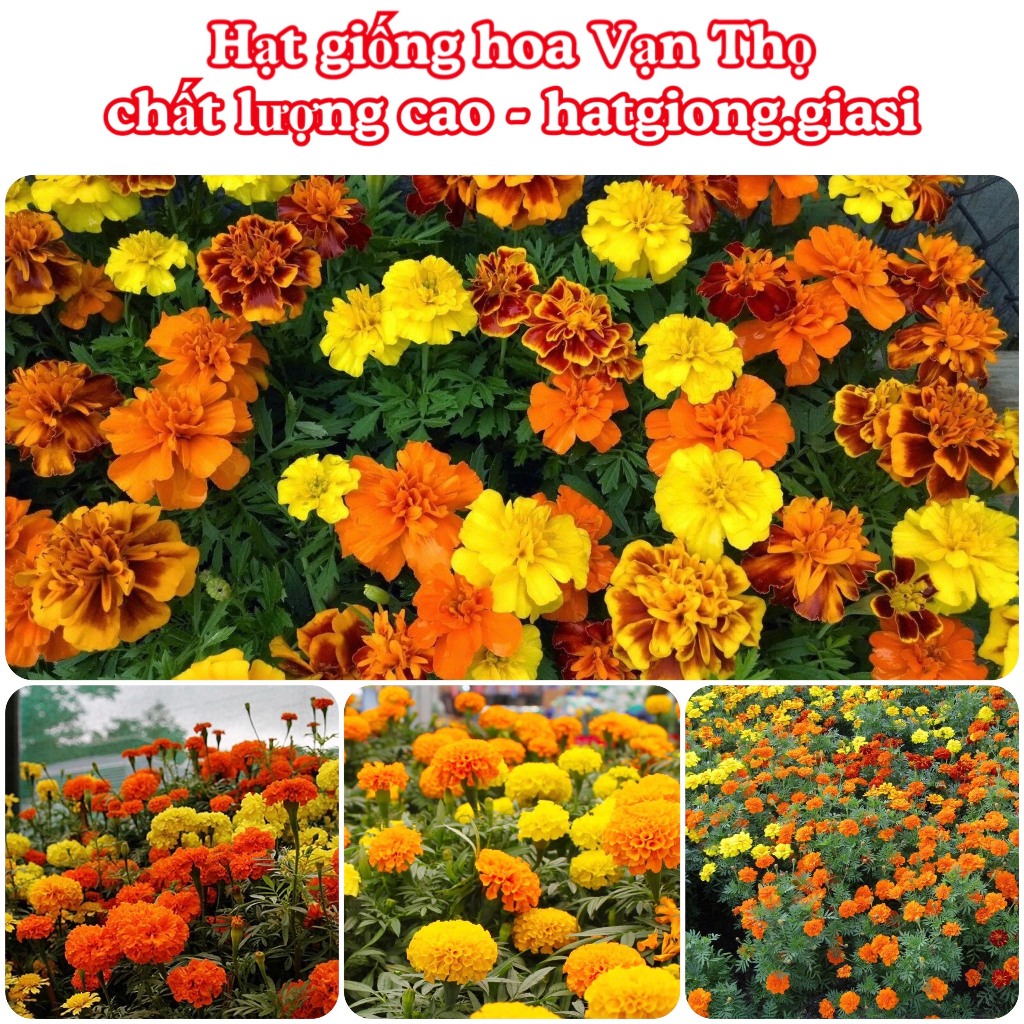 Hạt giống hoa vạn thọ