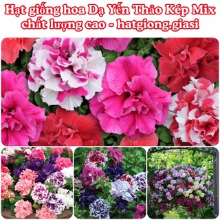 Hạt Giống Hoa Dạ Yến Thảo Kép Mix Đủ Màu (gói ~400 hạt)