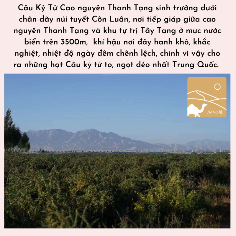 Kỷ Tử Organic Cao Nguyên Thanh Tạng Thượng Hạng  Jiang