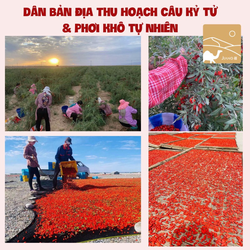 Kỷ Tử Organic Cao Nguyên Thanh Tạng Thượng Hạng  Jiang