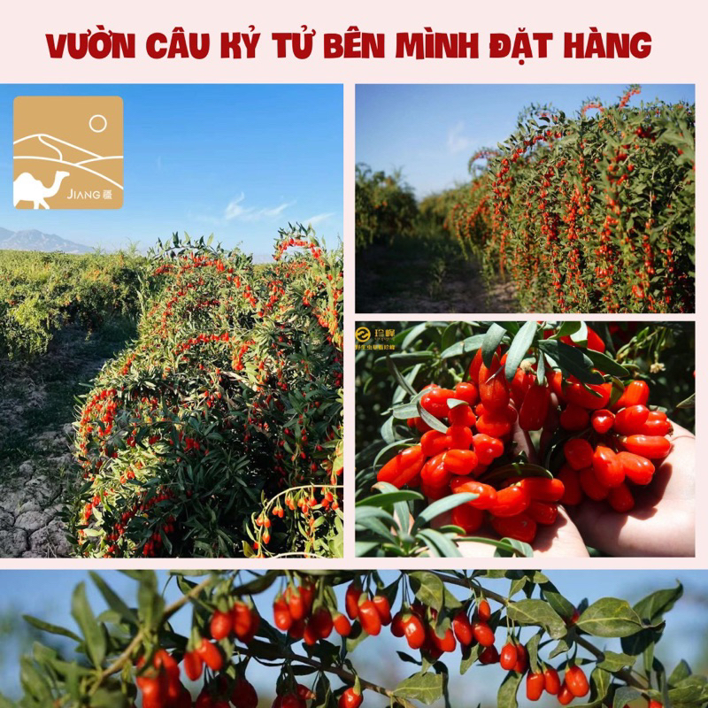 Kỷ Tử Organic Cao Nguyên Thanh Tạng Thượng Hạng  Jiang