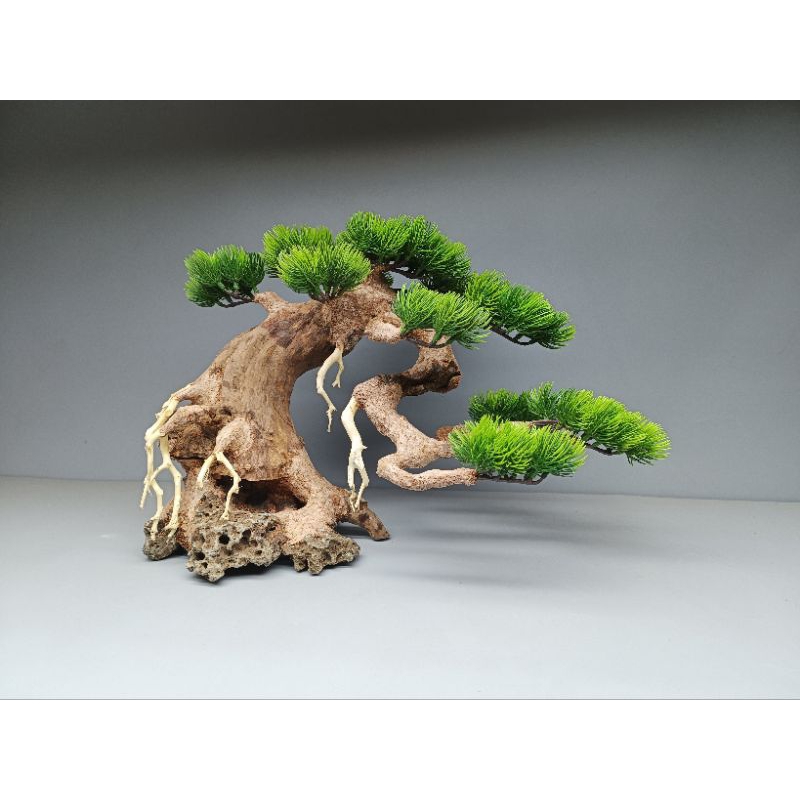 Cây gỗ lũa cho bể cá cảnh kích thước dưới 60 cm. Tán Tùng, đế đá