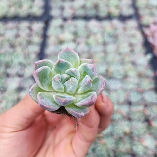 Sale+ Sen Đá Cánh Mập Viền.