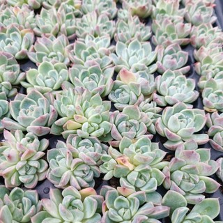 Sale+ Sen Đá Cánh Mập Viền.