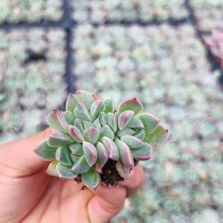 Sale+ Sen Đá Cánh Mập Viền.