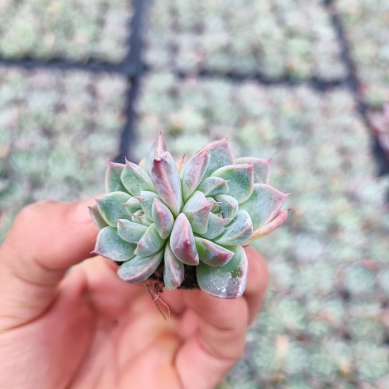 Sale+ Sen Đá Cánh Mập Viền.